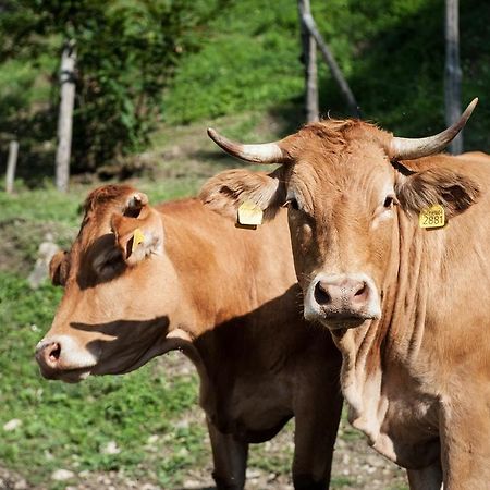 Agriturismo Di Baroni Enzo Dicomano 外观 照片