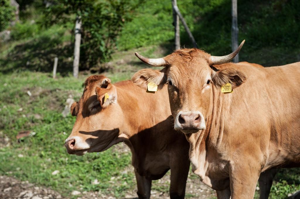 Agriturismo Di Baroni Enzo Dicomano 外观 照片